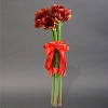 Амариллис &quot;Феррари&quot; 60см